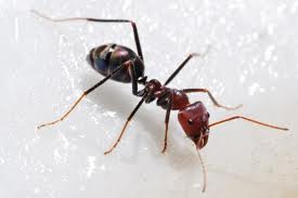 ant-control-everett-wa