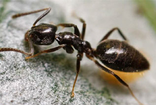 ant-control-maple-valley-wa