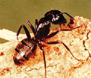 ant-removal-enumclaw-wa
