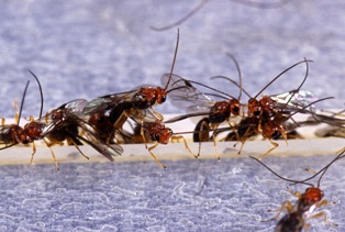 ant-removal-issaquah-wa