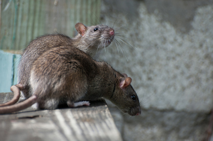 Mouse-Control-and-Extermination-Gig-harbor-wa