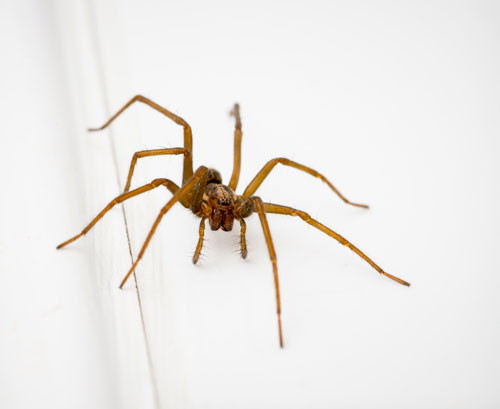 Spider-Control-Puyallup-WA