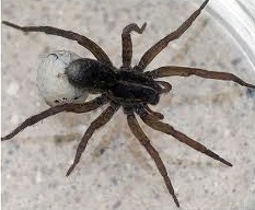 Spider-Extermination-Woodinville-WA