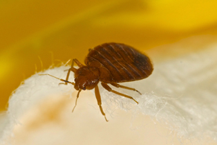 bed-bug-control-black-diamond-wa