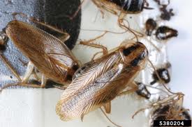 cockroach-exterminator-everett-wa