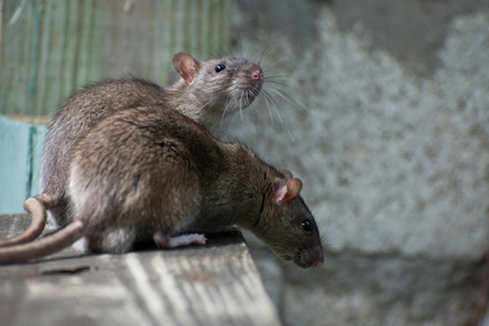 puget-sound-rodent-control