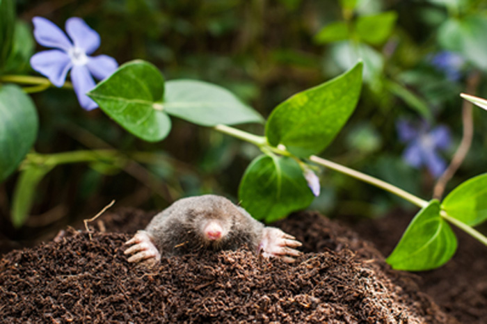 puyallup-rodent-control