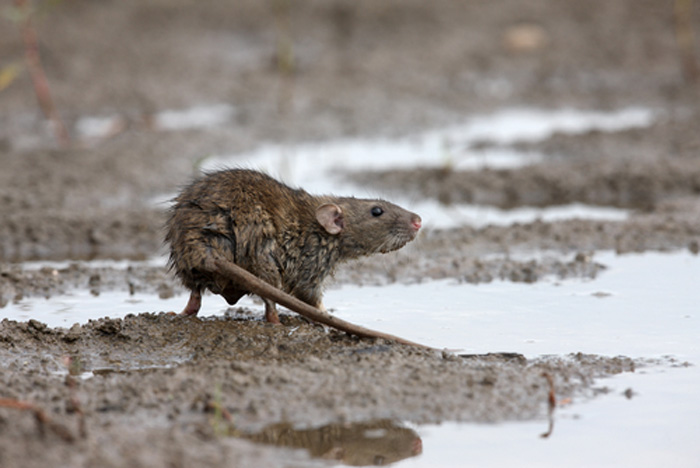 rodent-control-des-moines-wa