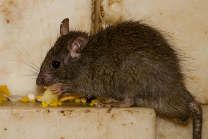 rodent-inspection-bothell-wa