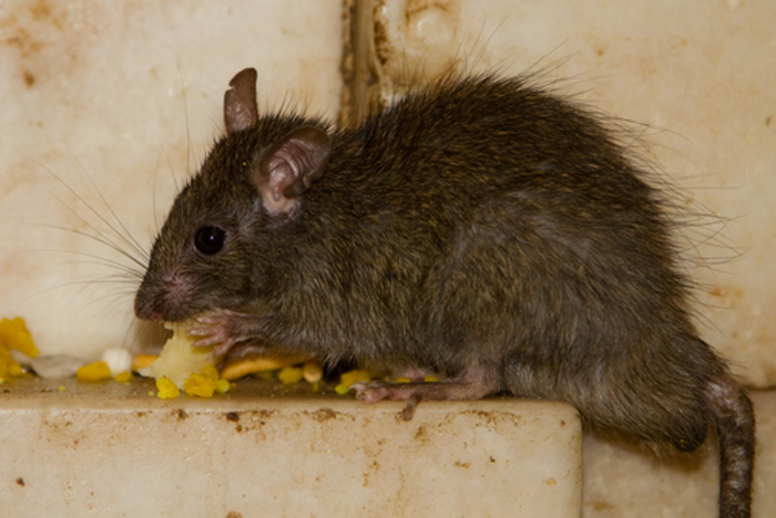 rodent-removal-university-place-wa
