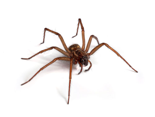 spider-control-enumclaw-wa