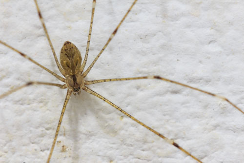 spider-control-fircrest-wa