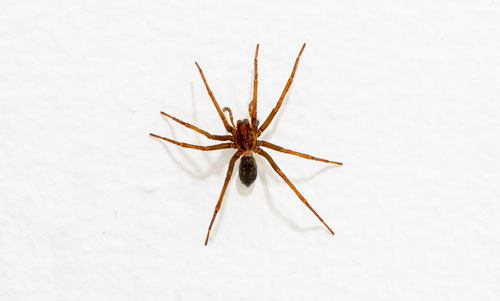 spider-control-issaquah-wa