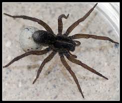 spider-extermination-graham-wa