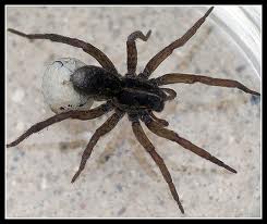 spider-extermination-lacey-wa