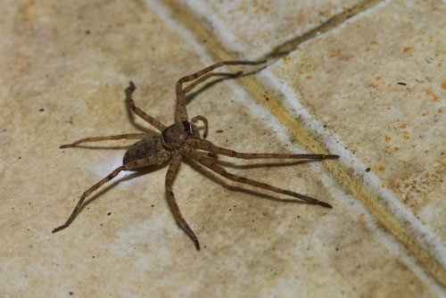 spider-extermination-redmond-wa