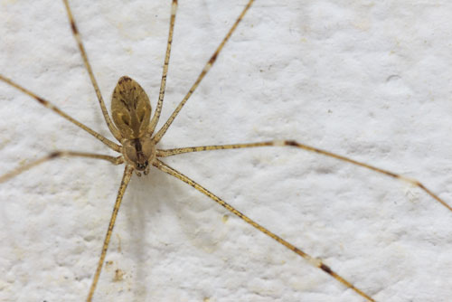 spider-extermination-snohomish-wa