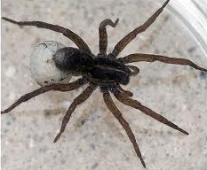 spider-removal-buckley-wa