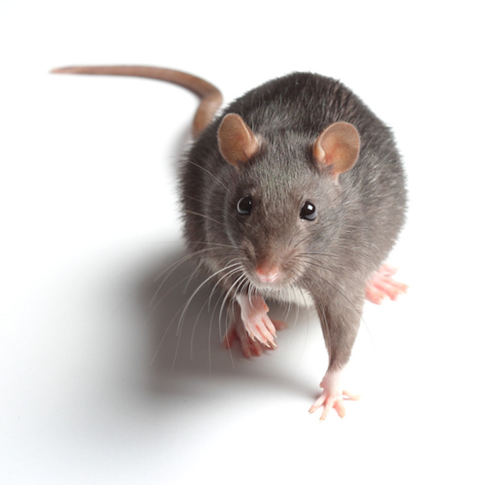 Mouse-Control-and-Extermination-Enumclaw-wa