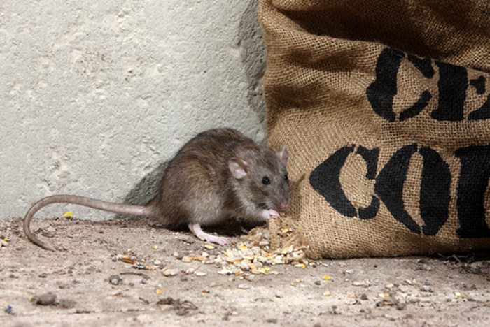 Mouse-Control-and-Extermination-Federal-Way-wa