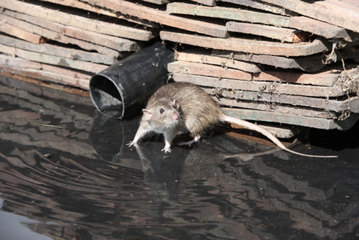 Rodent-Control-Services-Burien-wa
