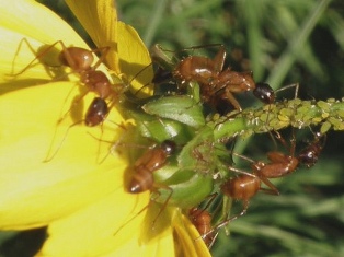 carpenter ant infestation