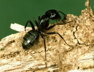 carpenter ants