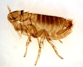 flea-removal-lynnwood