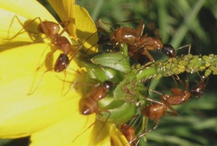 ant-removal-lakewood-wa