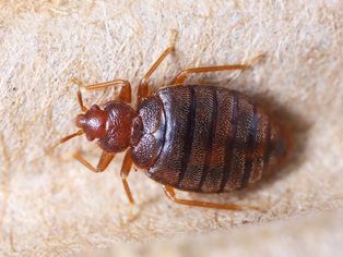 bed-bug-removal-renton-wa