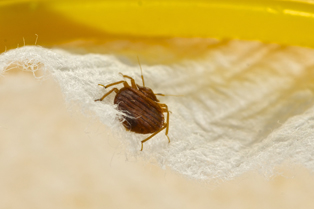 bed-bug-removal-renton-wa1