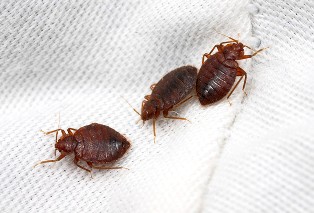 bed-bug-removal-renton-wa2