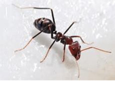 Ants